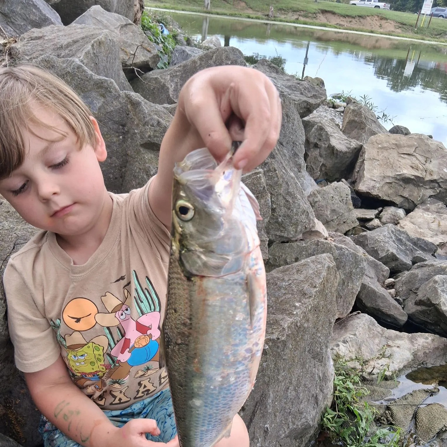 Skipjack herring caught on Fishbrain