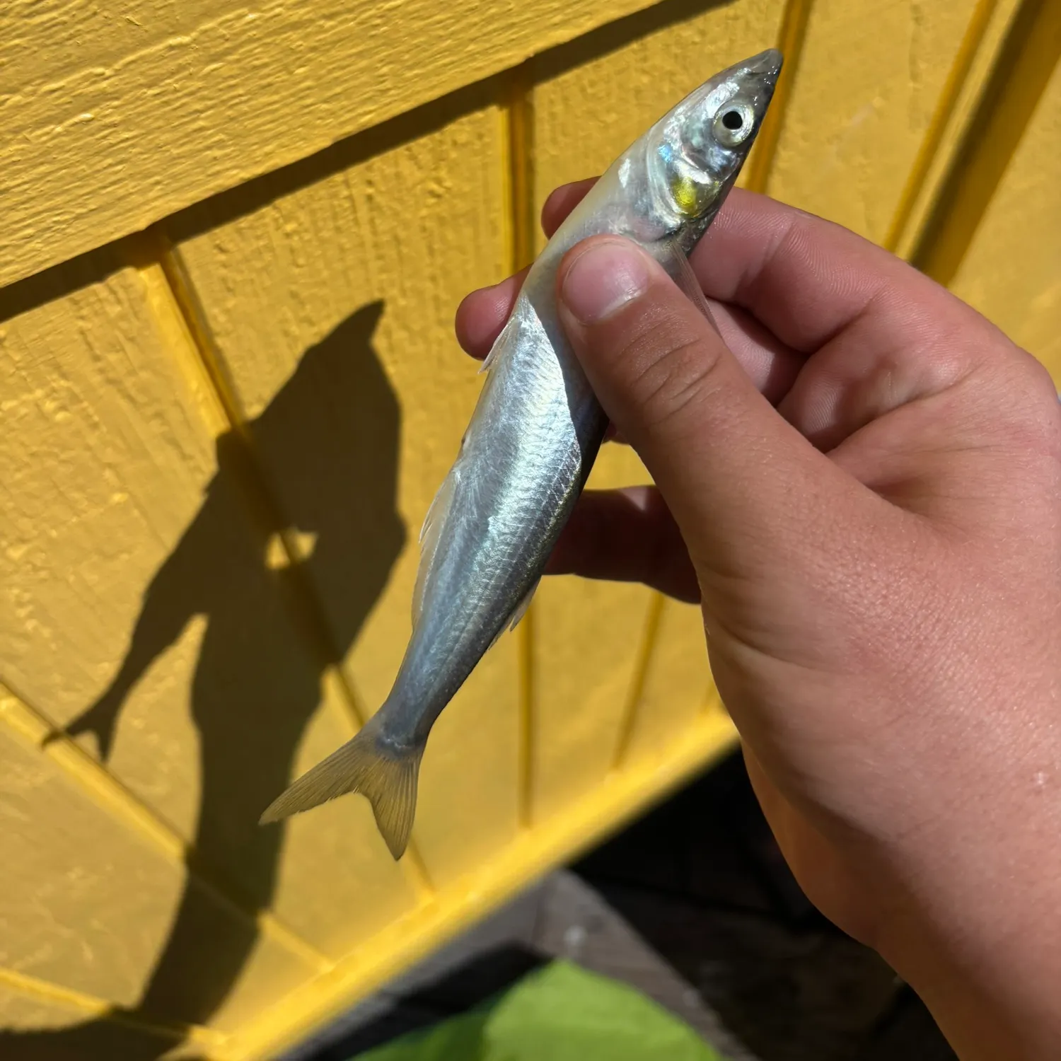The most recent Topsmelt silverside catches on Fishbrain
