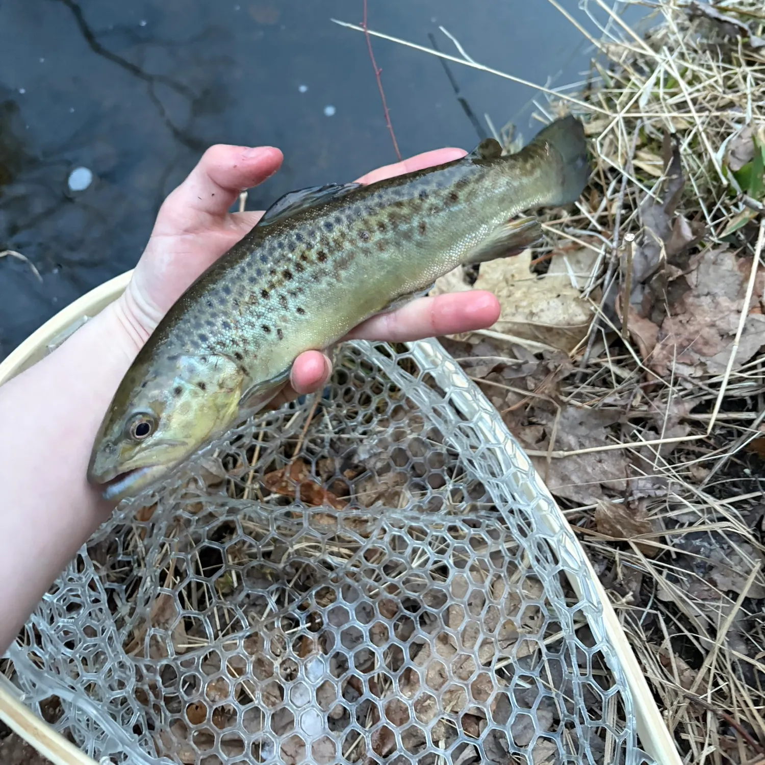 The most recent Brown trout catches on Fishbrain