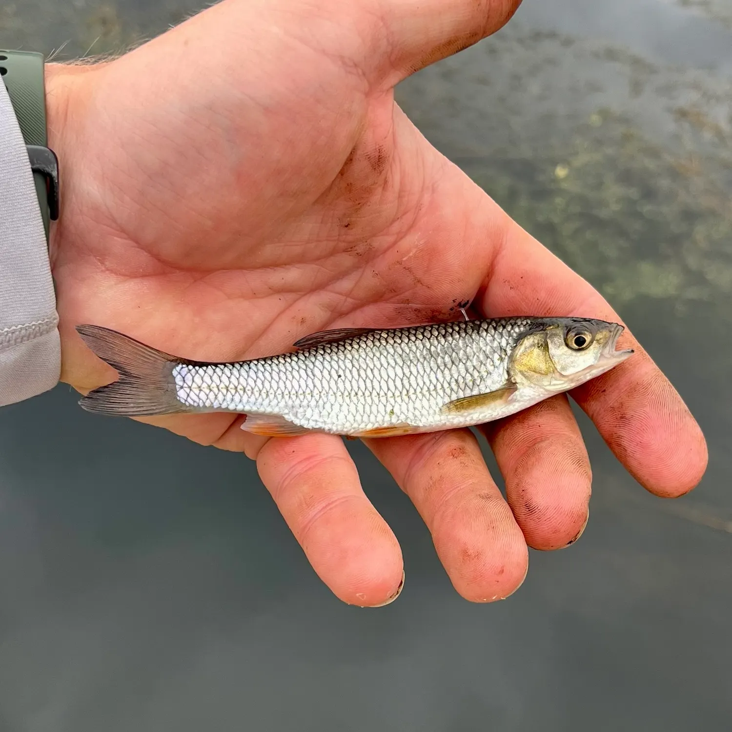 European chub caught on Fishbrain