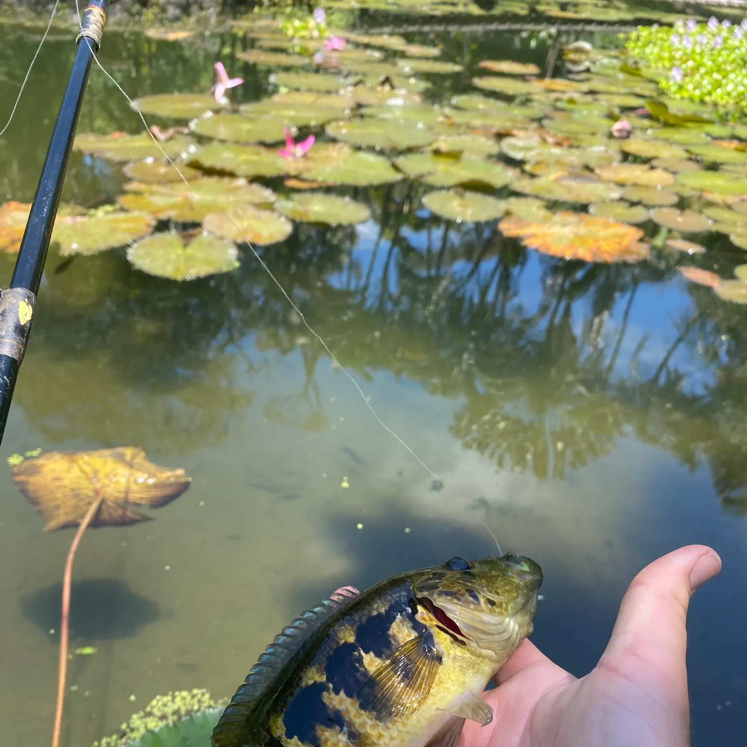The most recent Wolf cichlid catches on Fishbrain