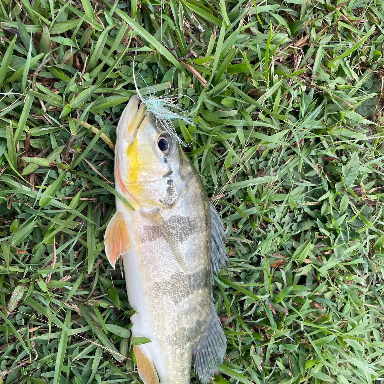 Butterfly peacock bass caught on Fishbrain