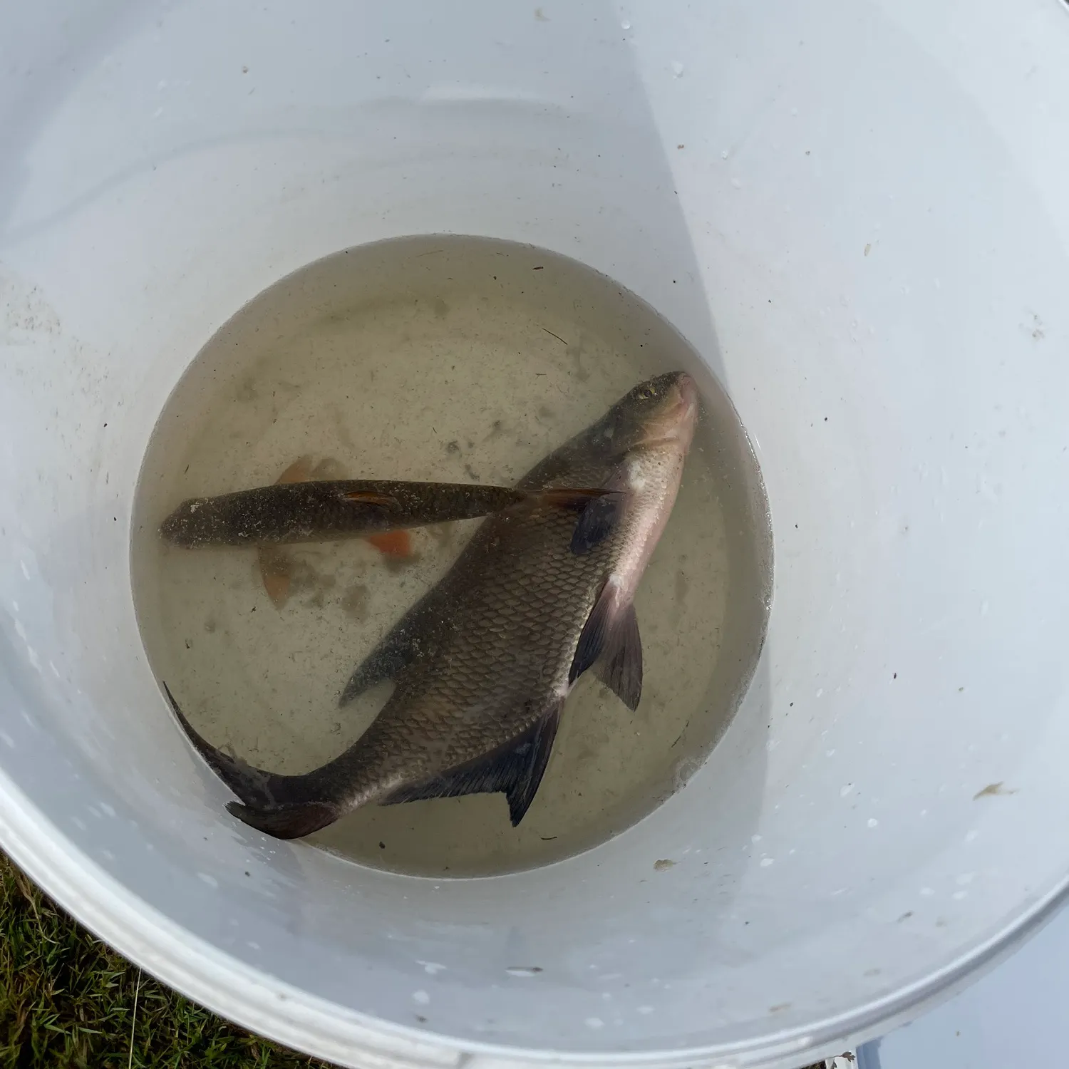 Common roach caught on Fishbrain