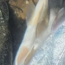 The most recent Tiger trout catches on Fishbrain