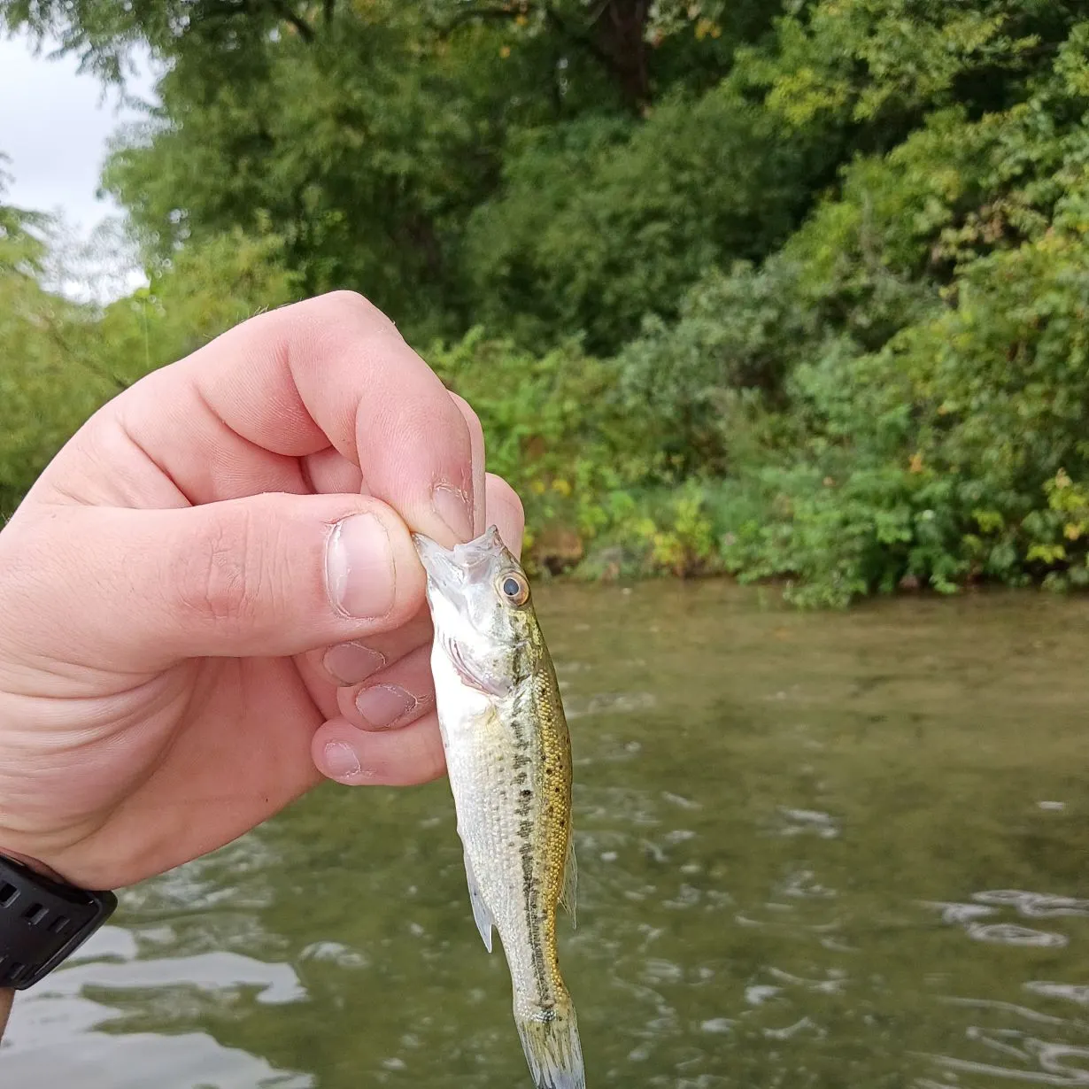 Spotted bass caught on Fishbrain