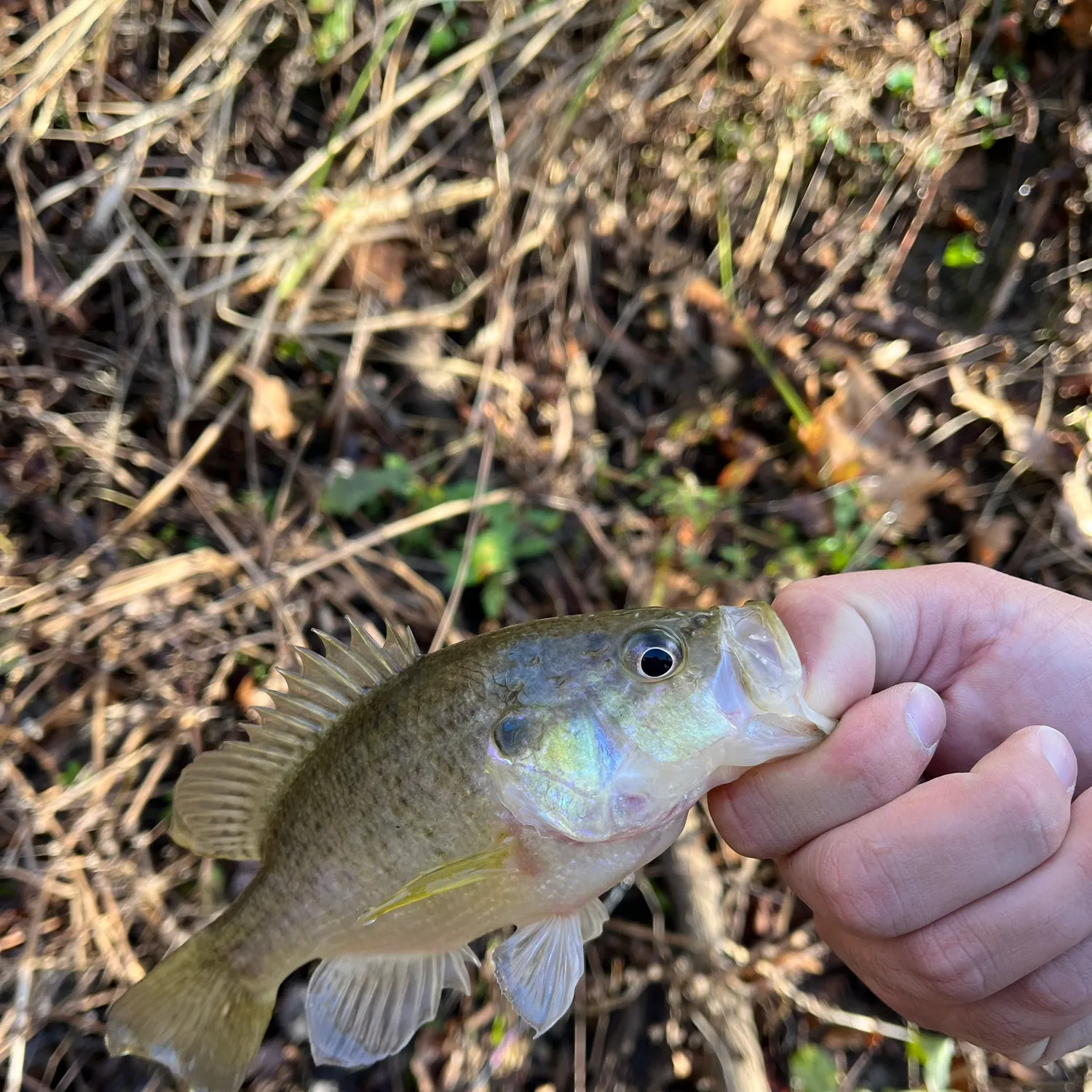 The most recent Warmouth catches on Fishbrain