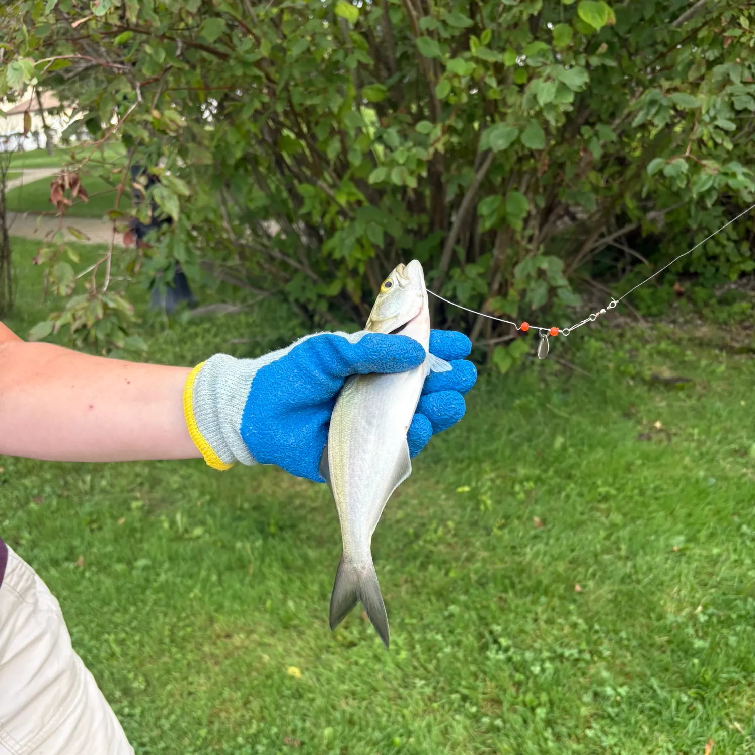 Bluefish caught on Fishbrain