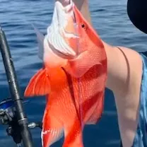 The most recent Malabar blood snapper catches on Fishbrain