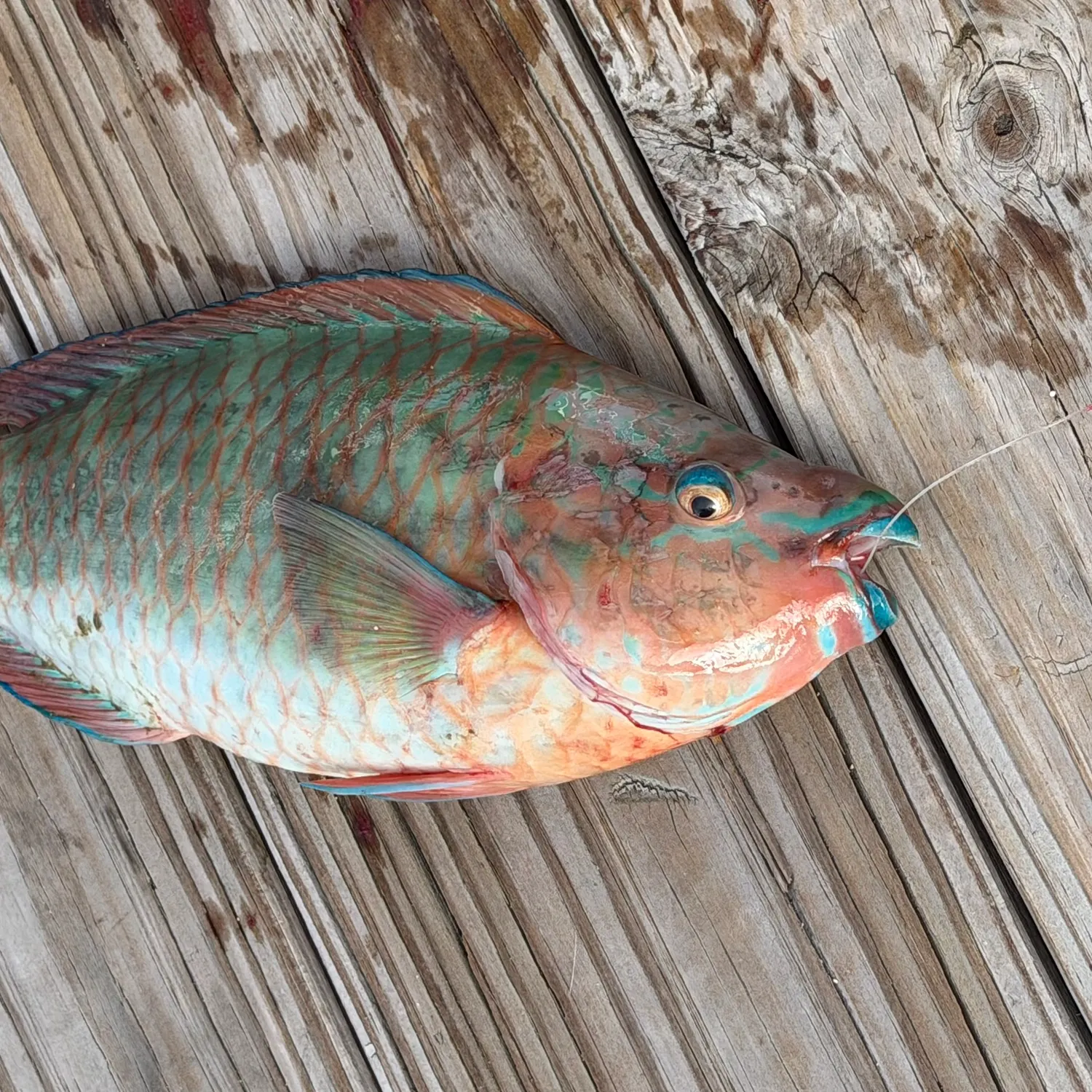 The most recent Rainbow parrotfish catches on Fishbrain