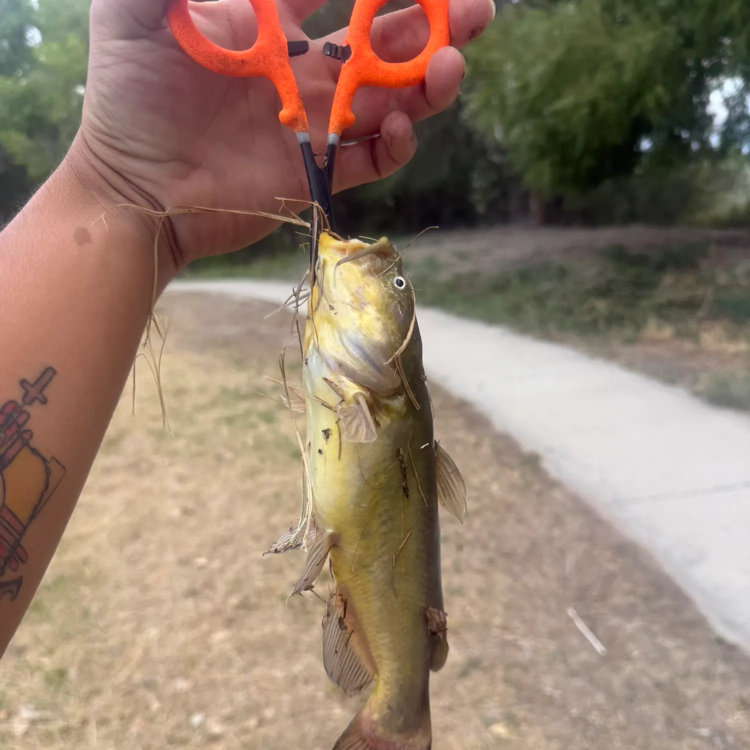 Yellow bullhead caught on Fishbrain