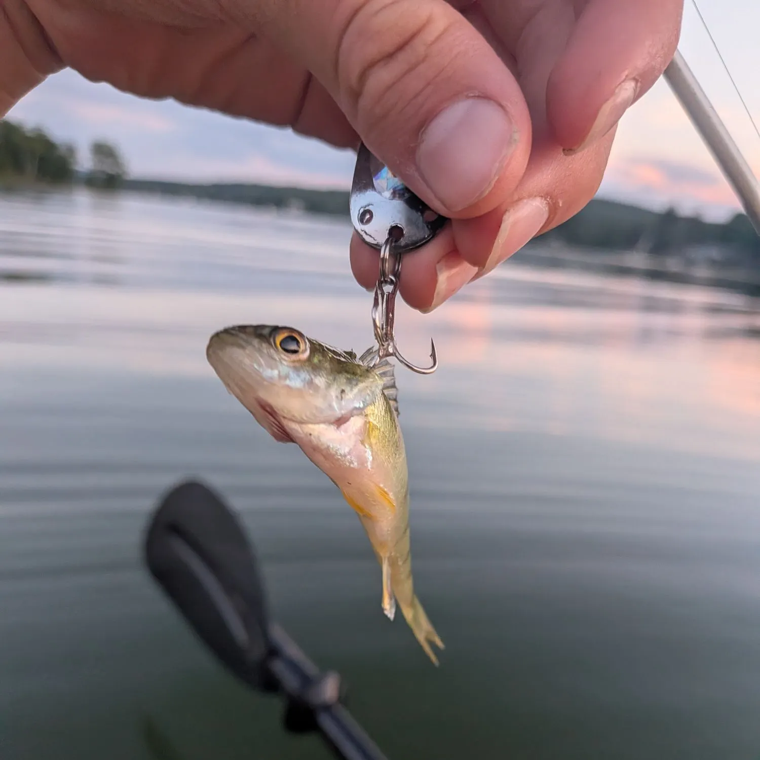 Yellow perch caught on Fishbrain