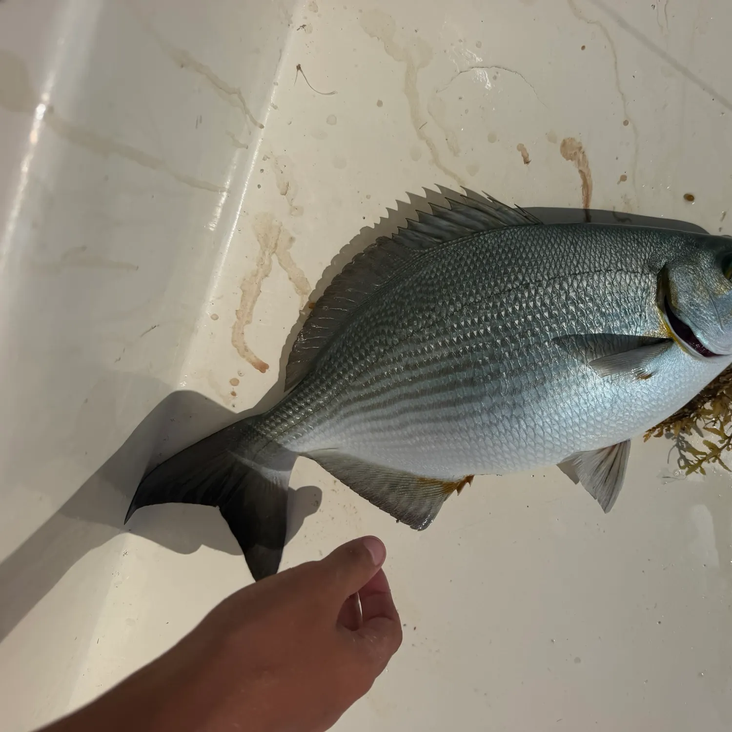 The most recent Bermuda sea chub catches on Fishbrain