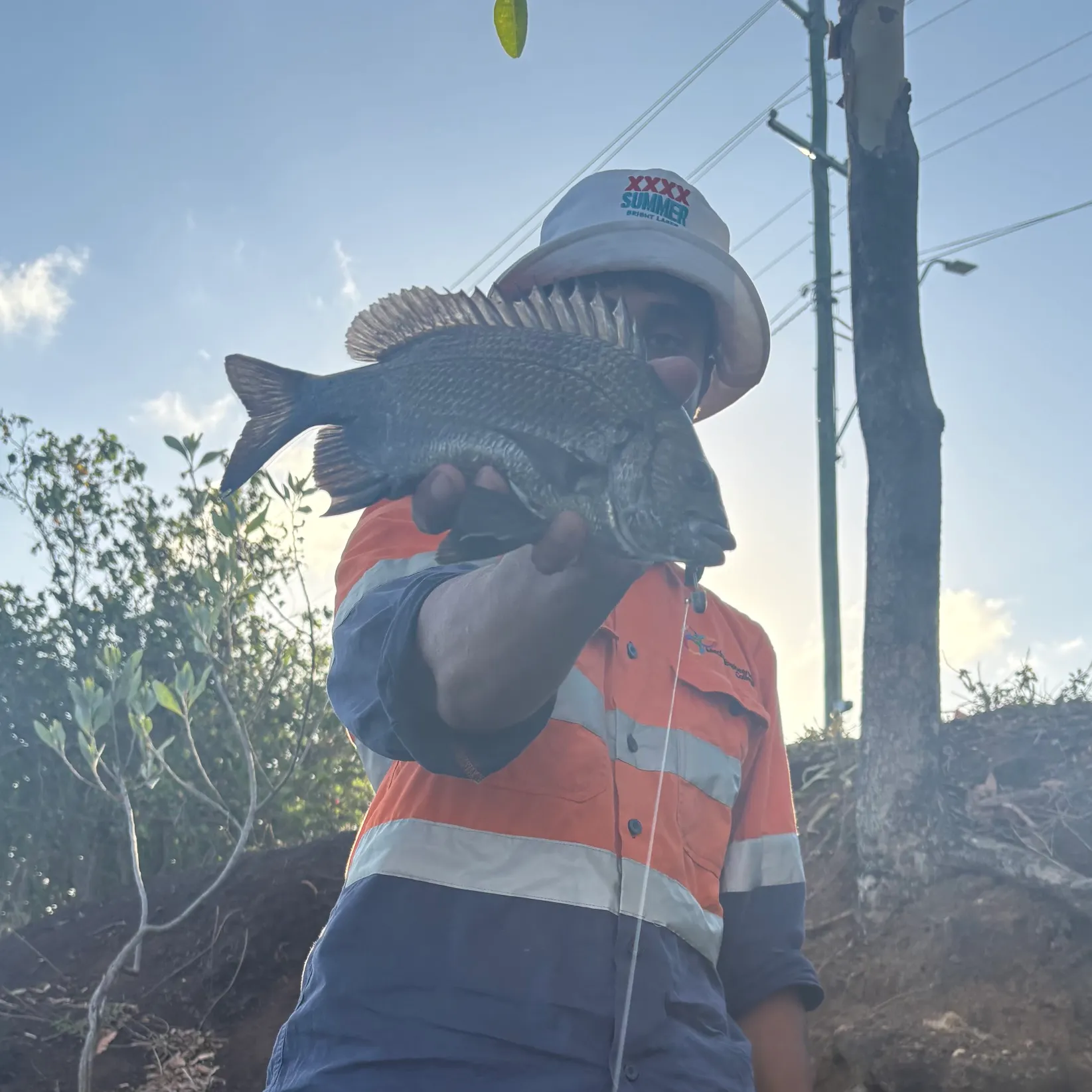 The most recent Pacific seabream catches on Fishbrain