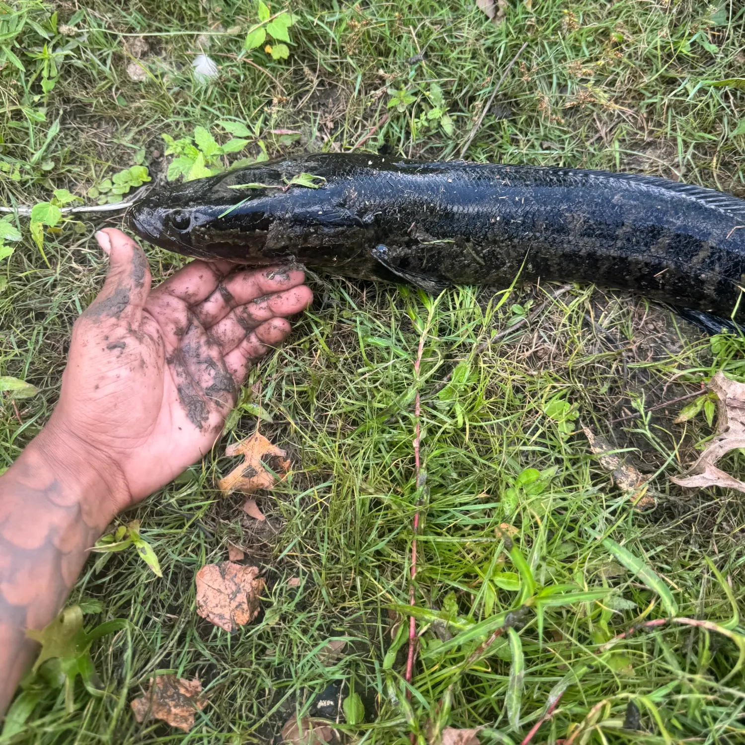 catch