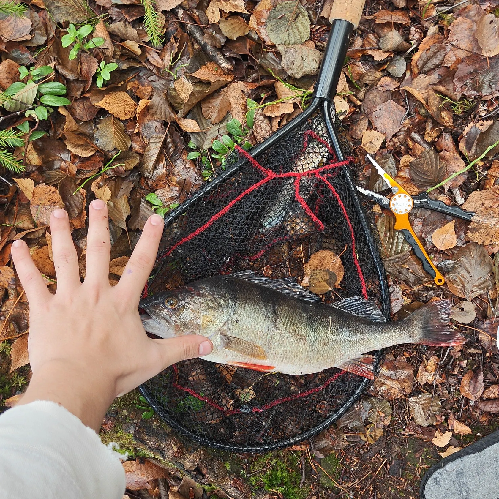 European perch caught on Fishbrain