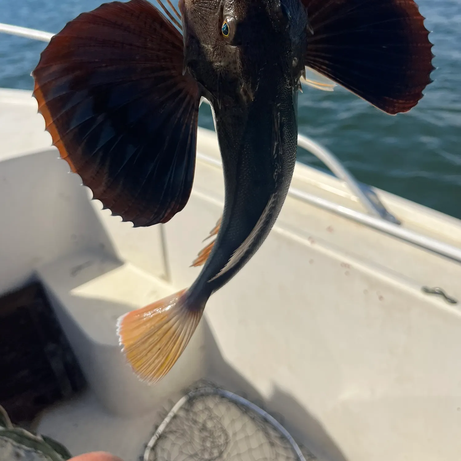 Striped searobin caught on Fishbrain