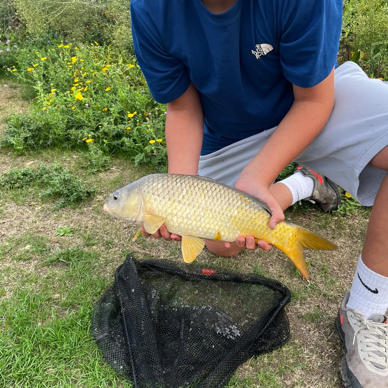 Common carp caught on Fishbrain