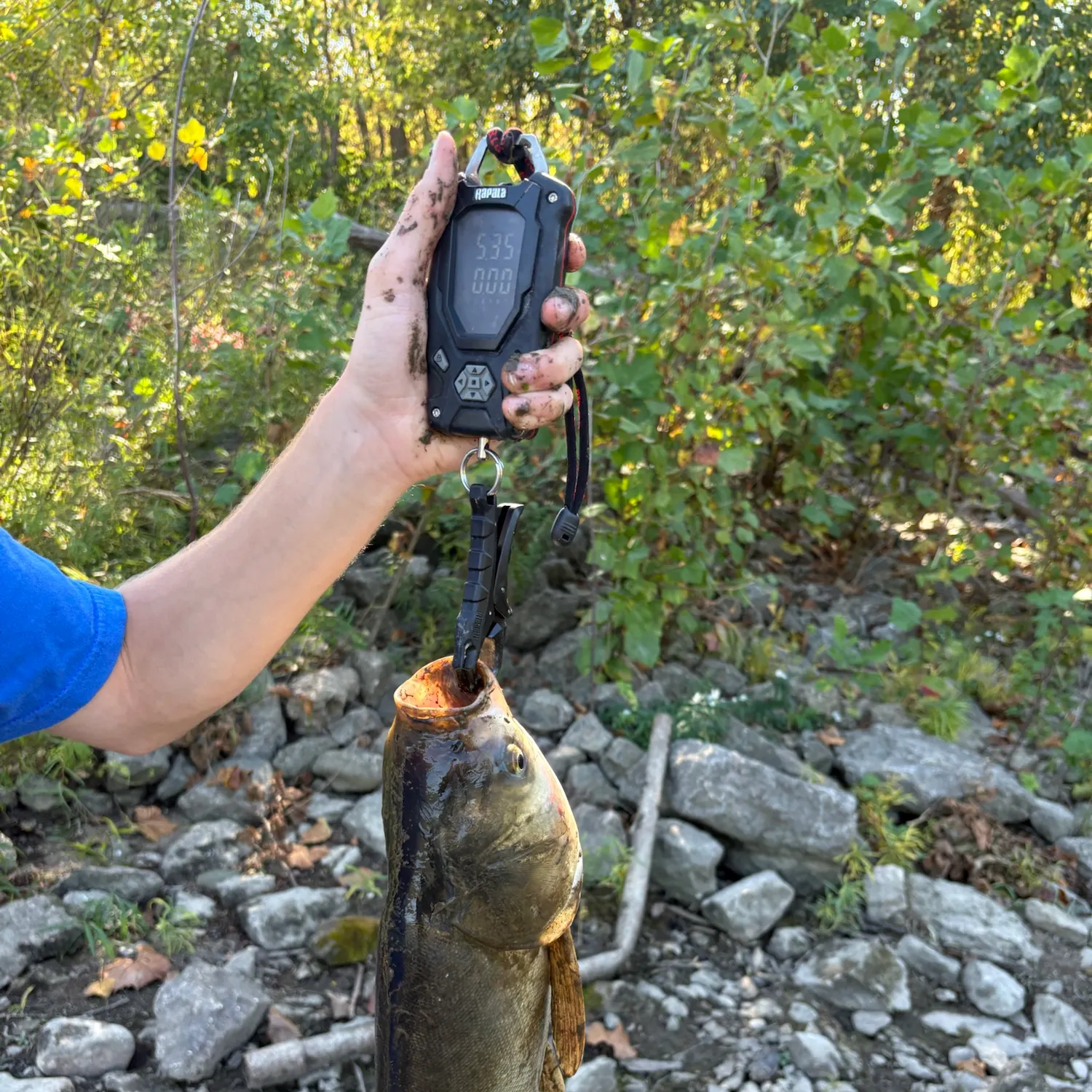 The most recent Silver carp catches on Fishbrain