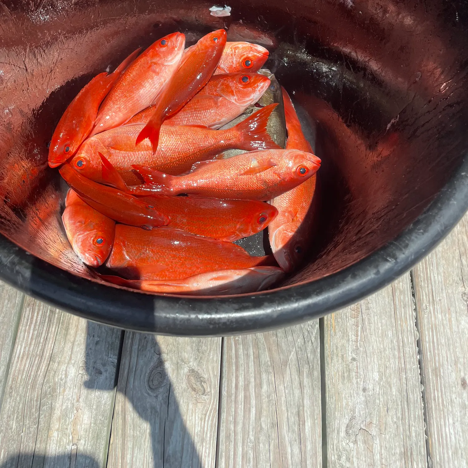recently logged catches