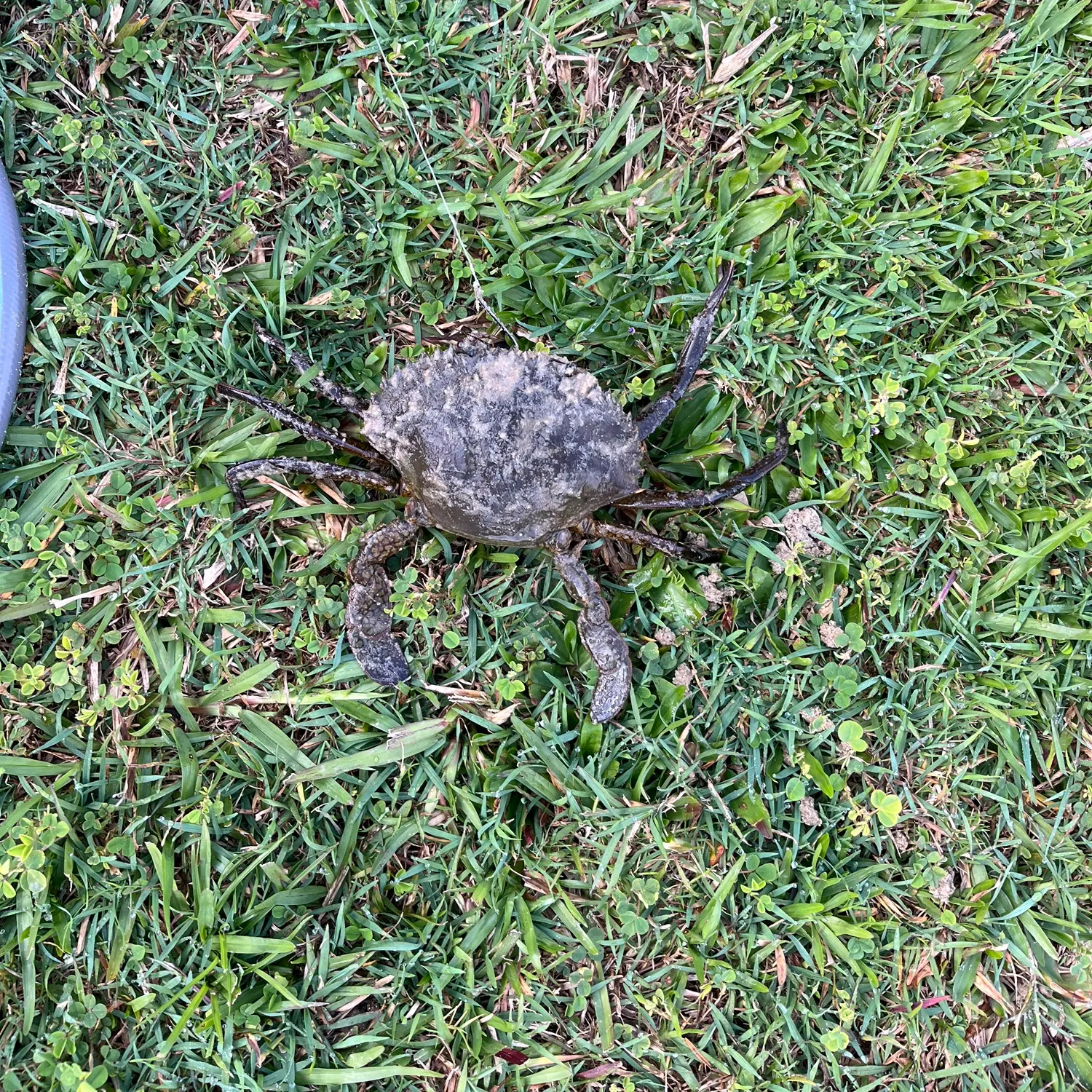 The most recent Giant mud crab catches on Fishbrain