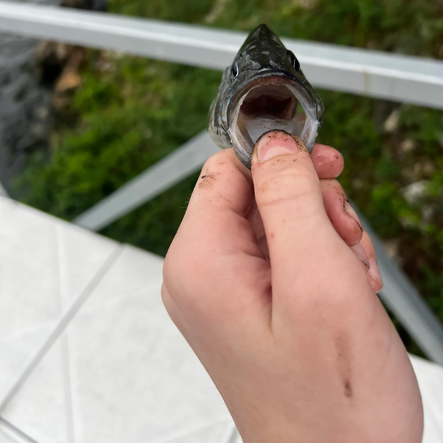 catch