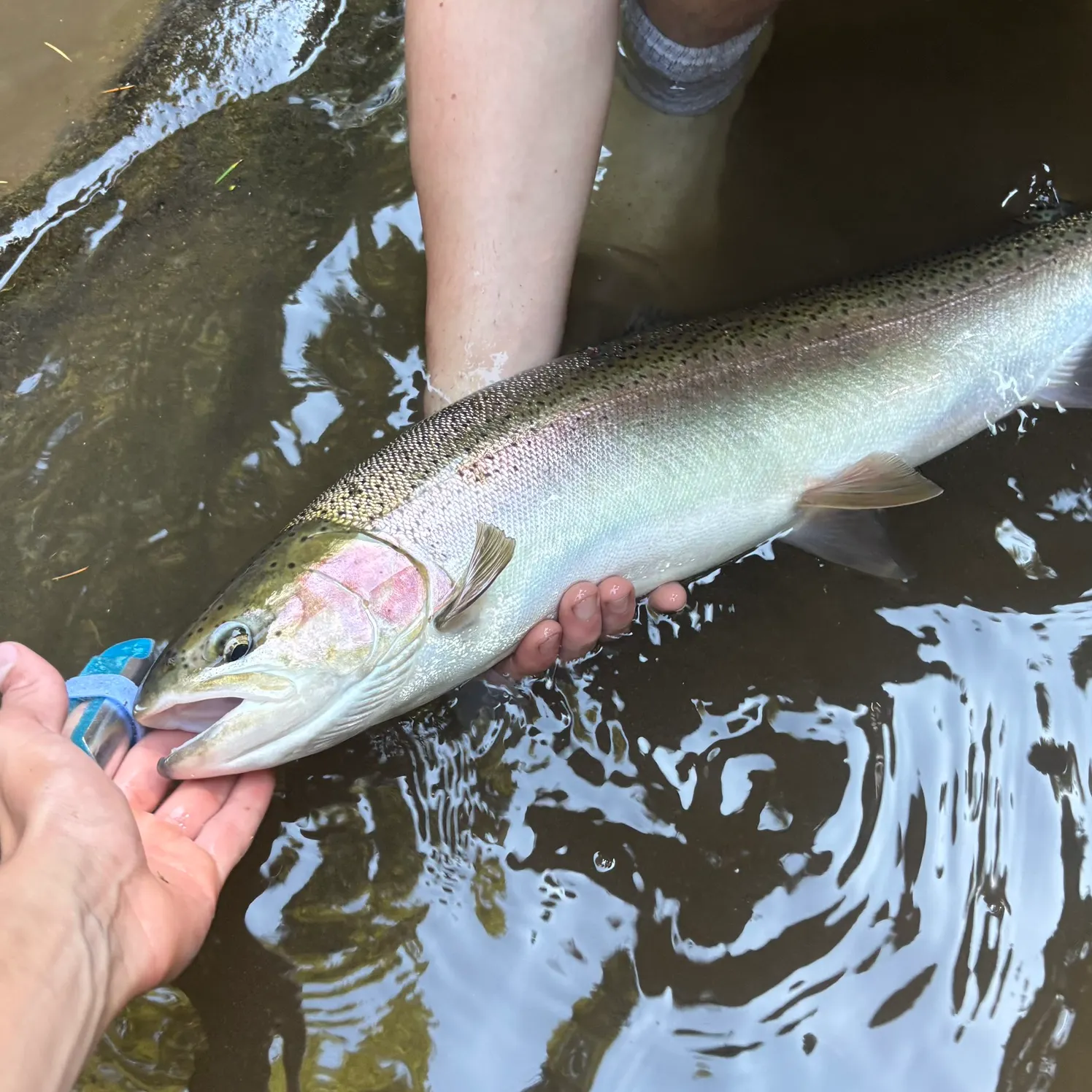 Steelhead caught on Fishbrain