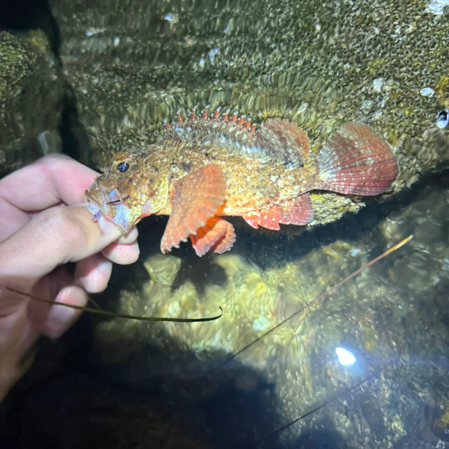 The most recent Barbfish catches on Fishbrain