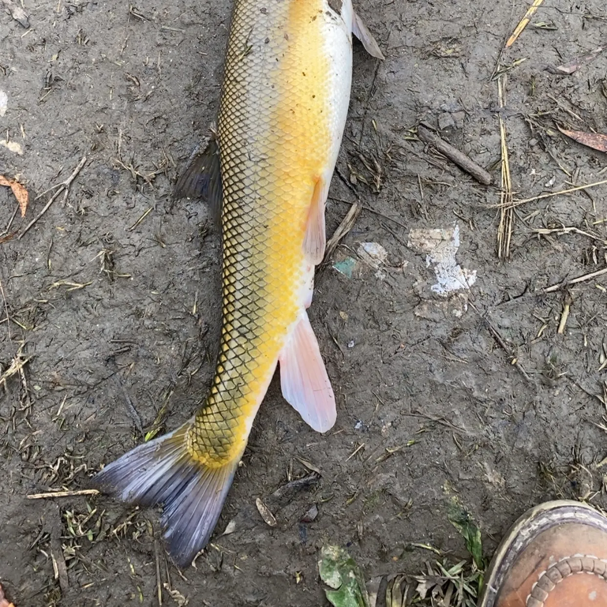 The most recent Sacramento sucker catches on Fishbrain