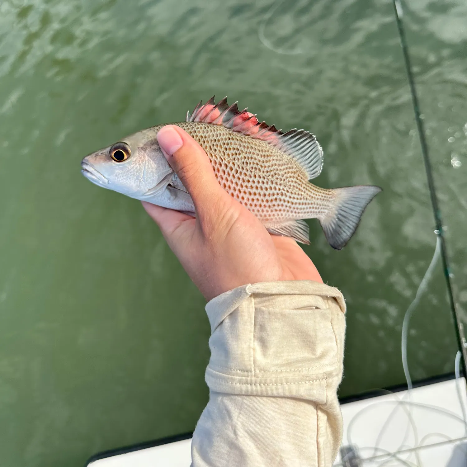 The most recent Mangrove snapper catches on Fishbrain