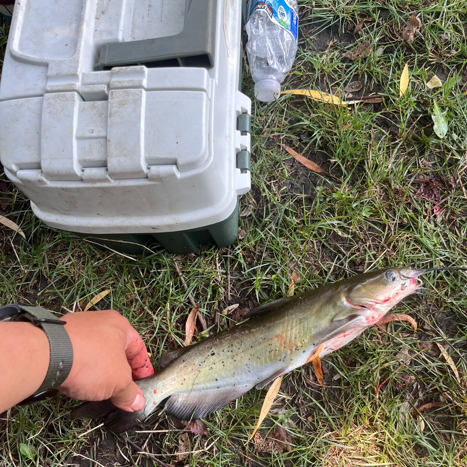 catch