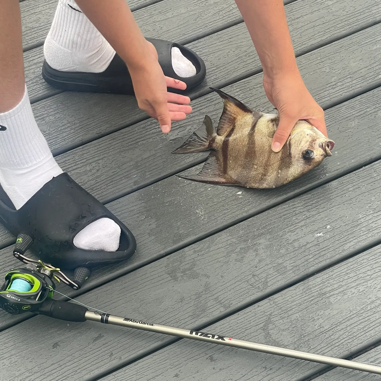 The most recent Atlantic spadefish catches on Fishbrain