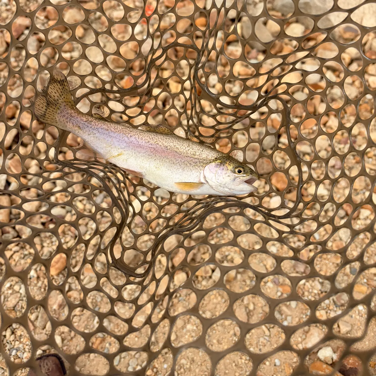 Rainbow trout caught on Fishbrain