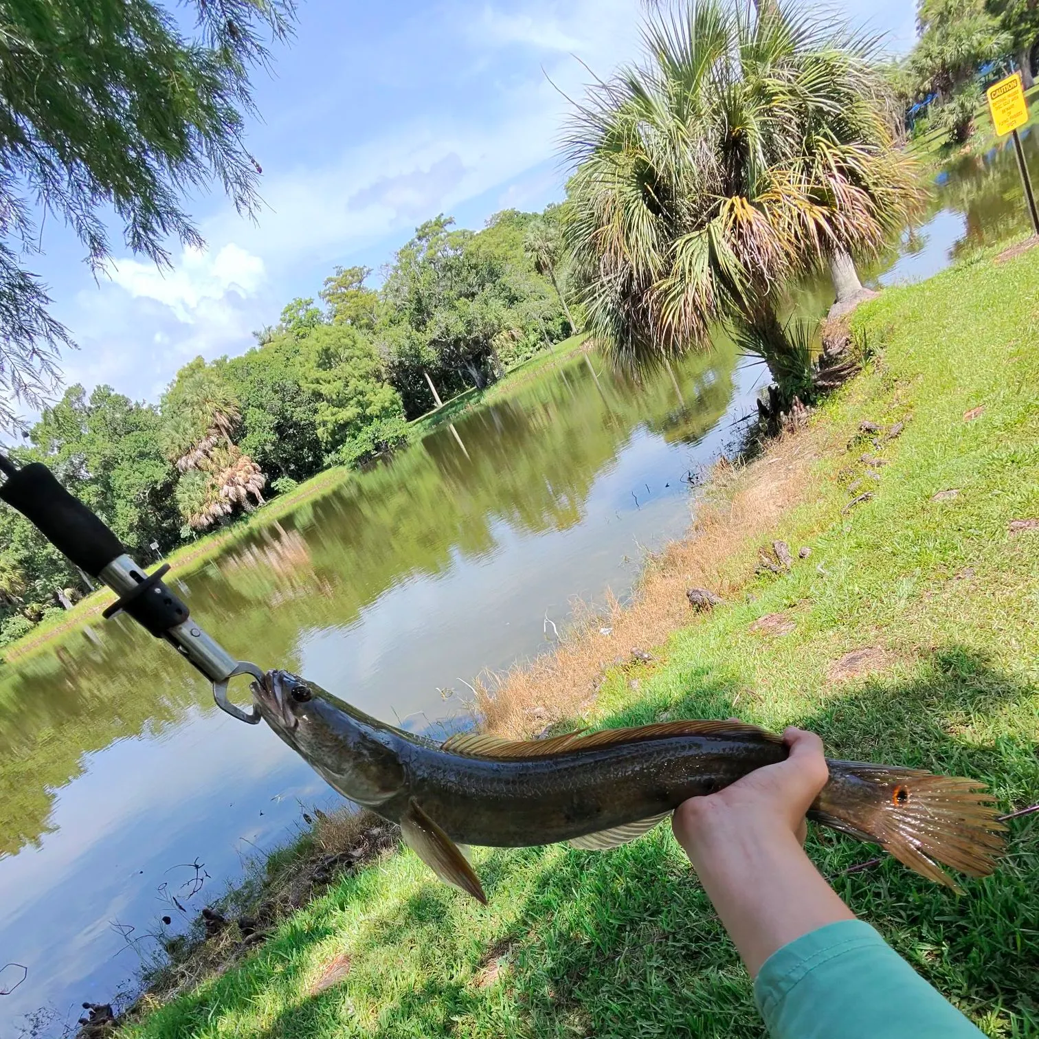 The most recent Bullseye snakehead catches on Fishbrain