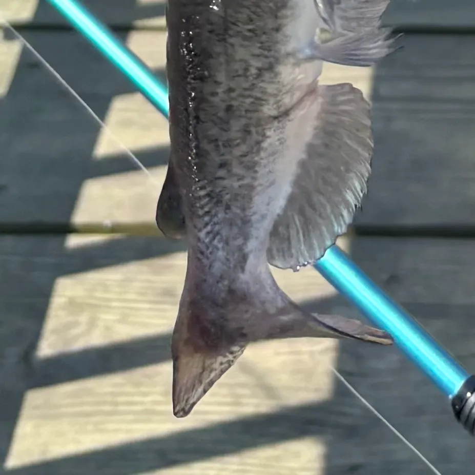 White sea catfish caught on Fishbrain