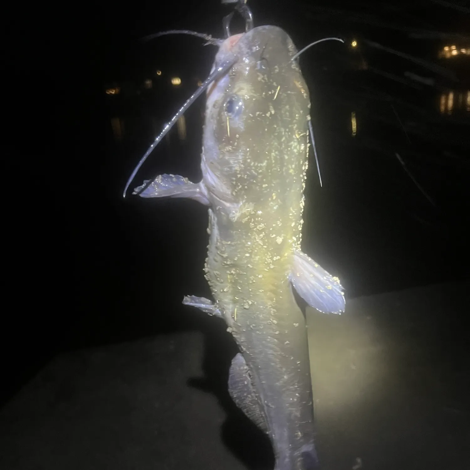 Channel catfish caught on Fishbrain