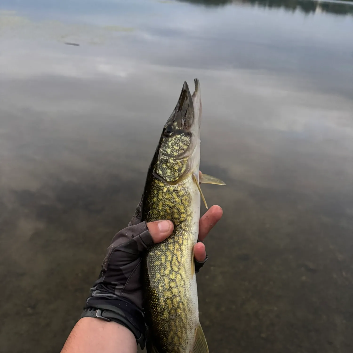 Chain pickerel caught on Fishbrain