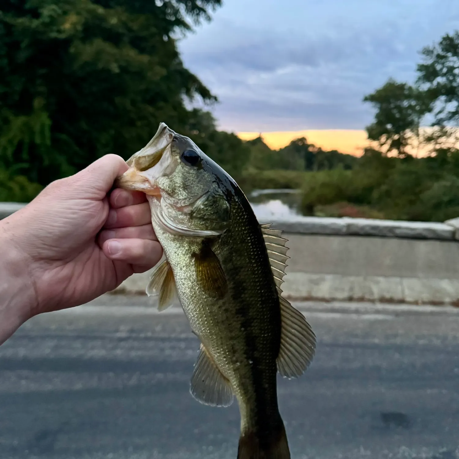 Largemouth bass caught on Fishbrain