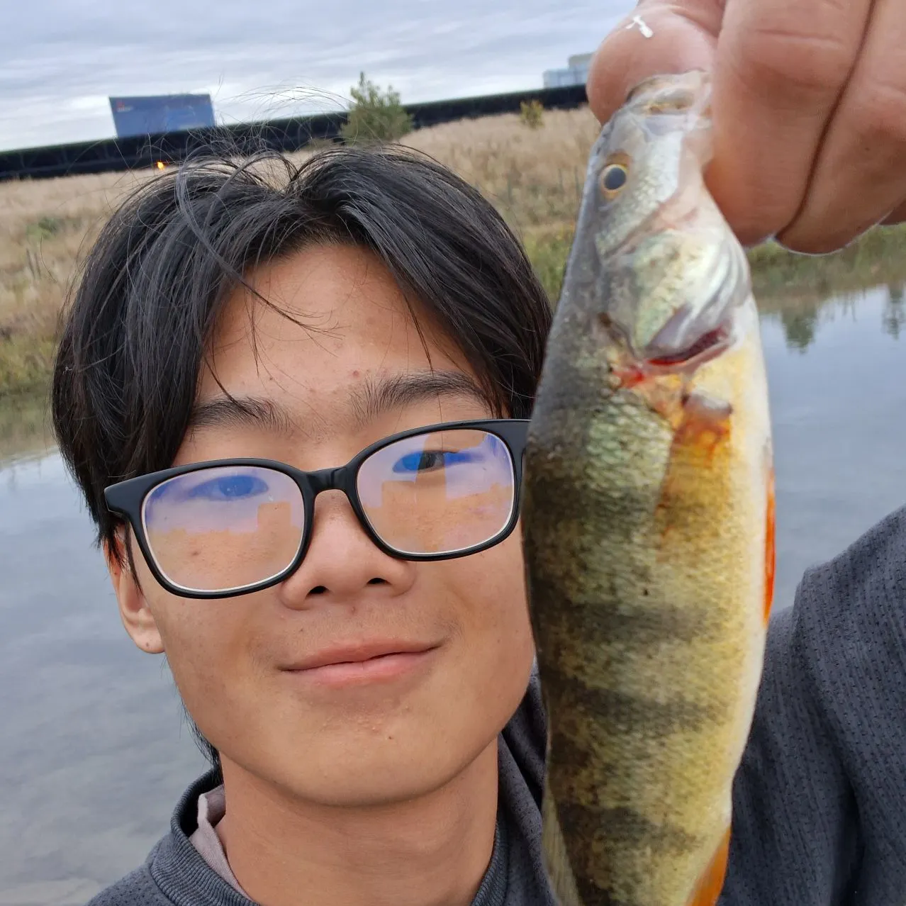 Yellow perch caught on Fishbrain
