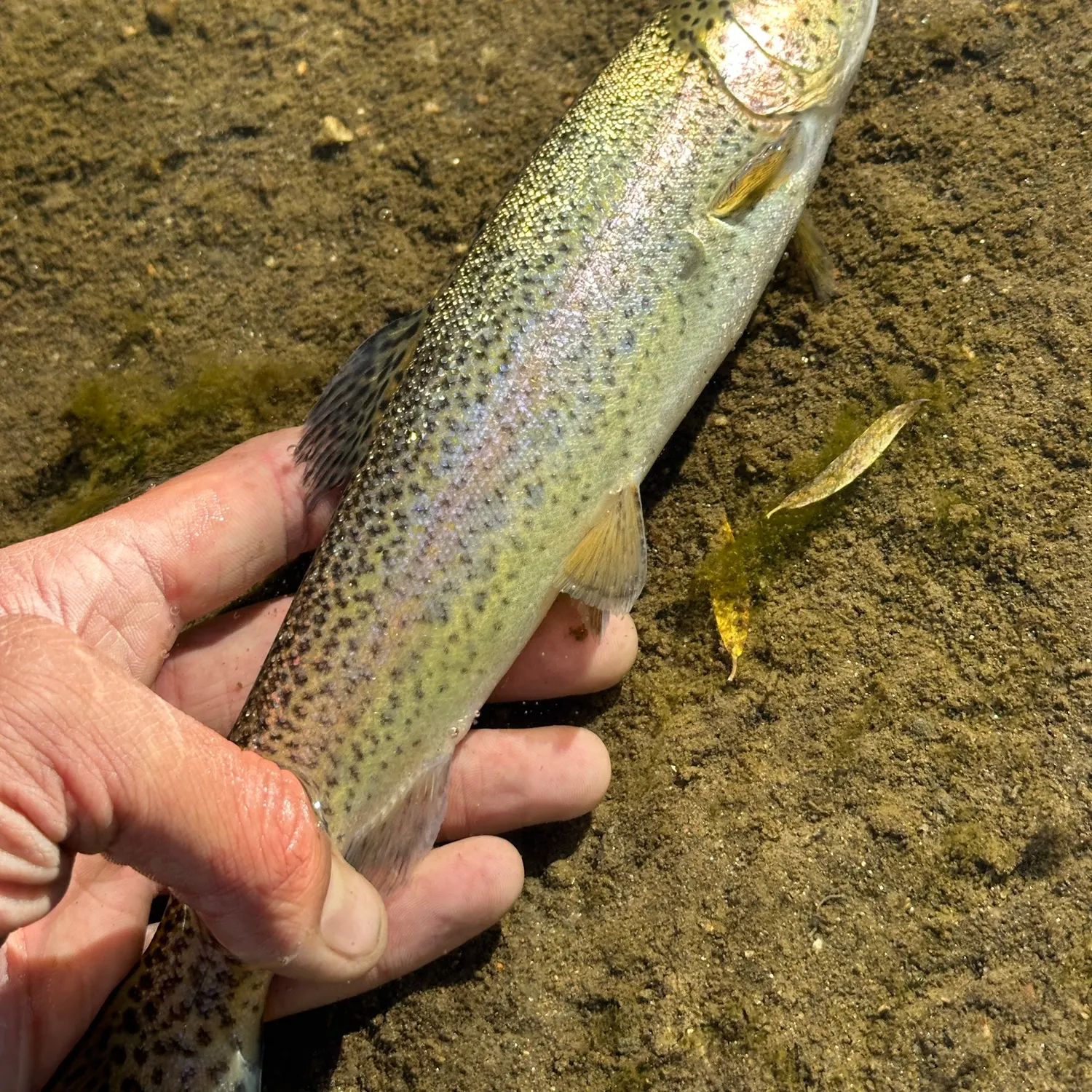 Rainbow trout caught on Fishbrain