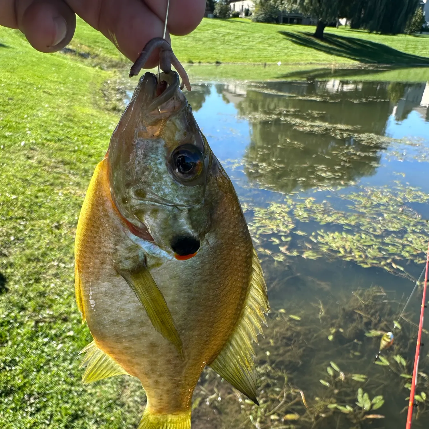 Redear sunfish caught on Fishbrain