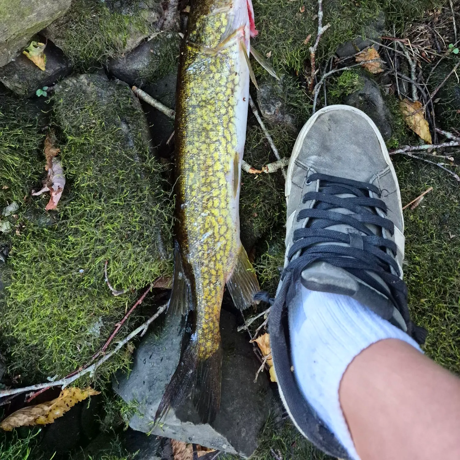 Chain pickerel caught on Fishbrain