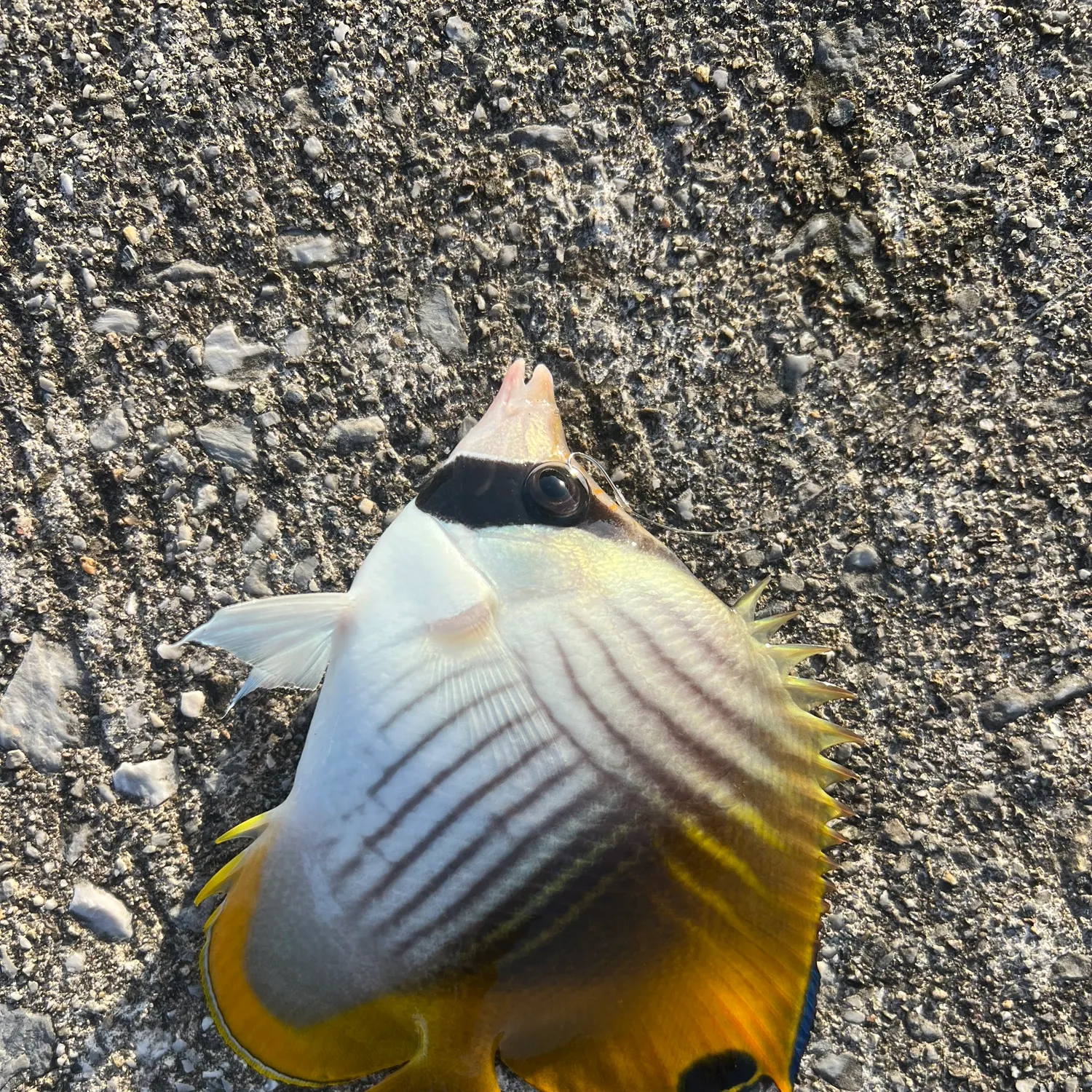The most recent Threadfin butterflyfish catches on Fishbrain