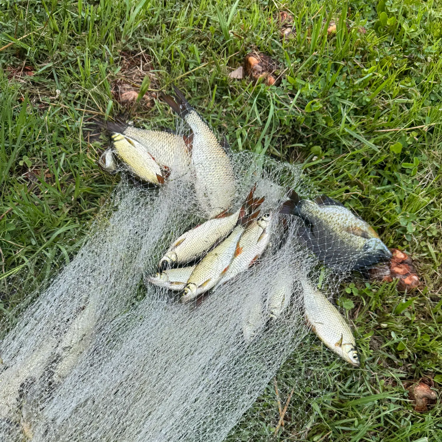 The most recent Golden shiner catches on Fishbrain