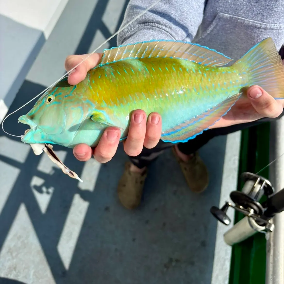 The most recent Puddingwife wrasse catches on Fishbrain