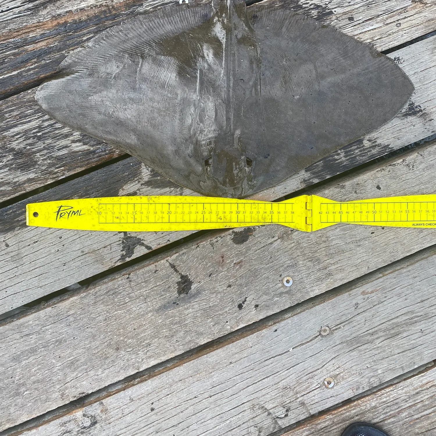 The most recent Common stingray catches on Fishbrain