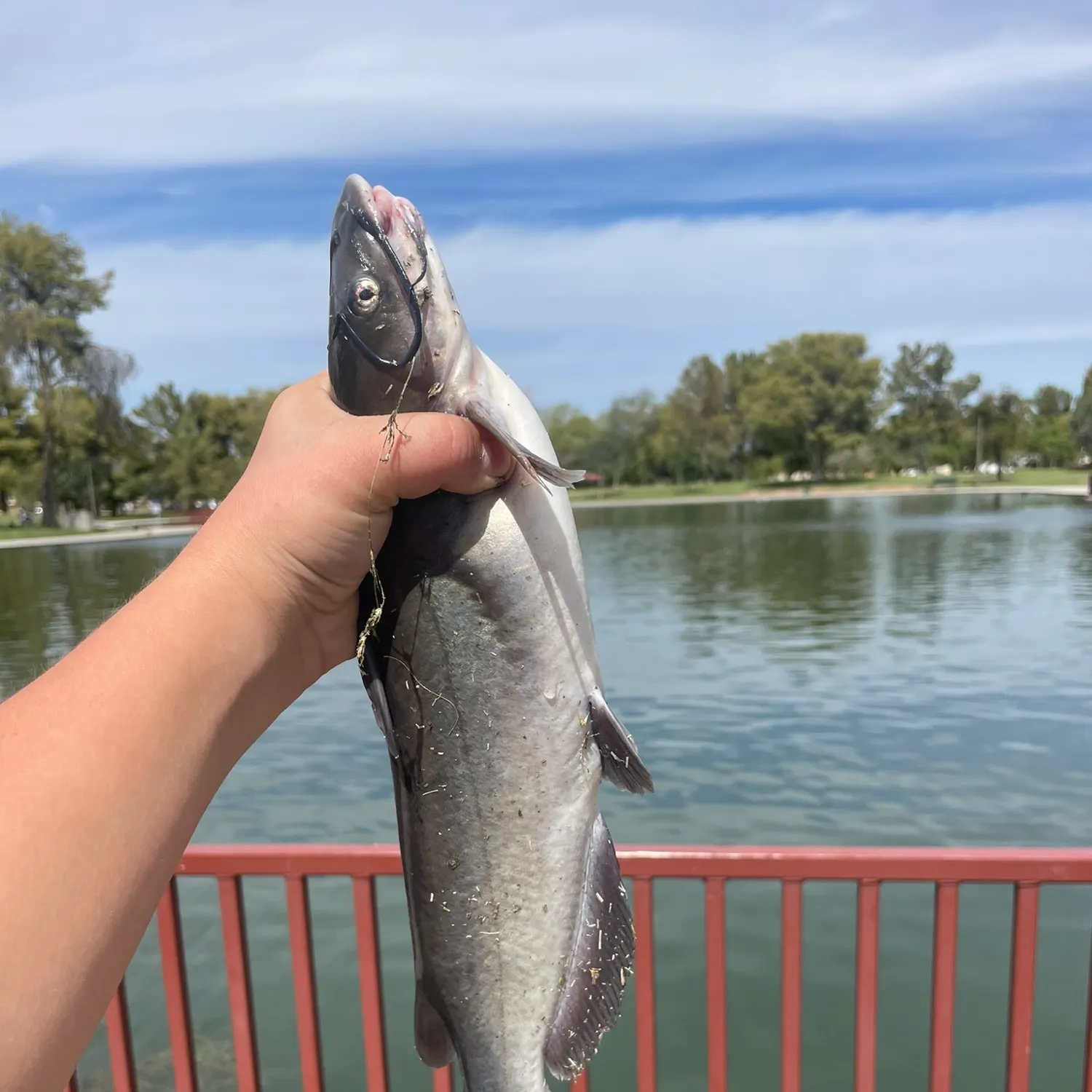 Channel catfish caught on Fishbrain