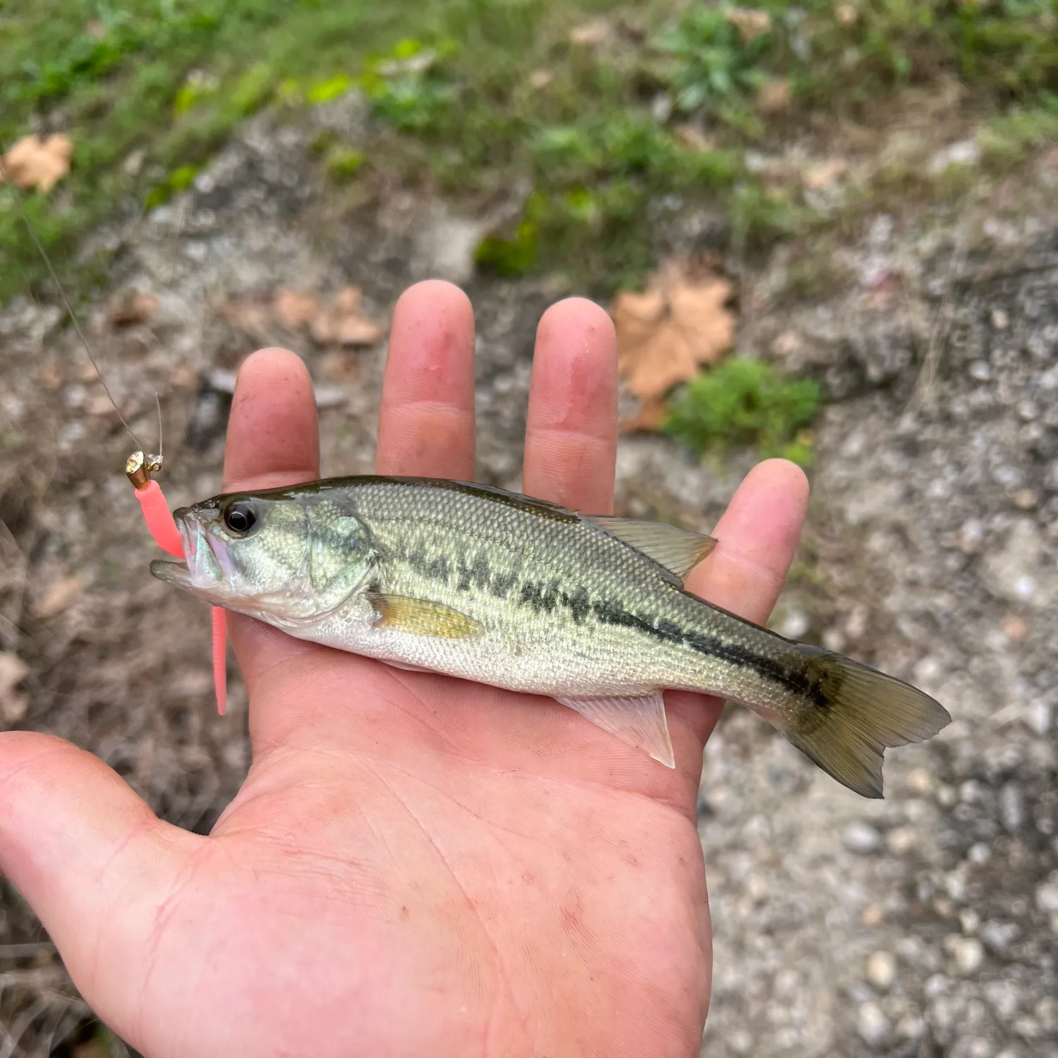 Spotted bass caught on Fishbrain