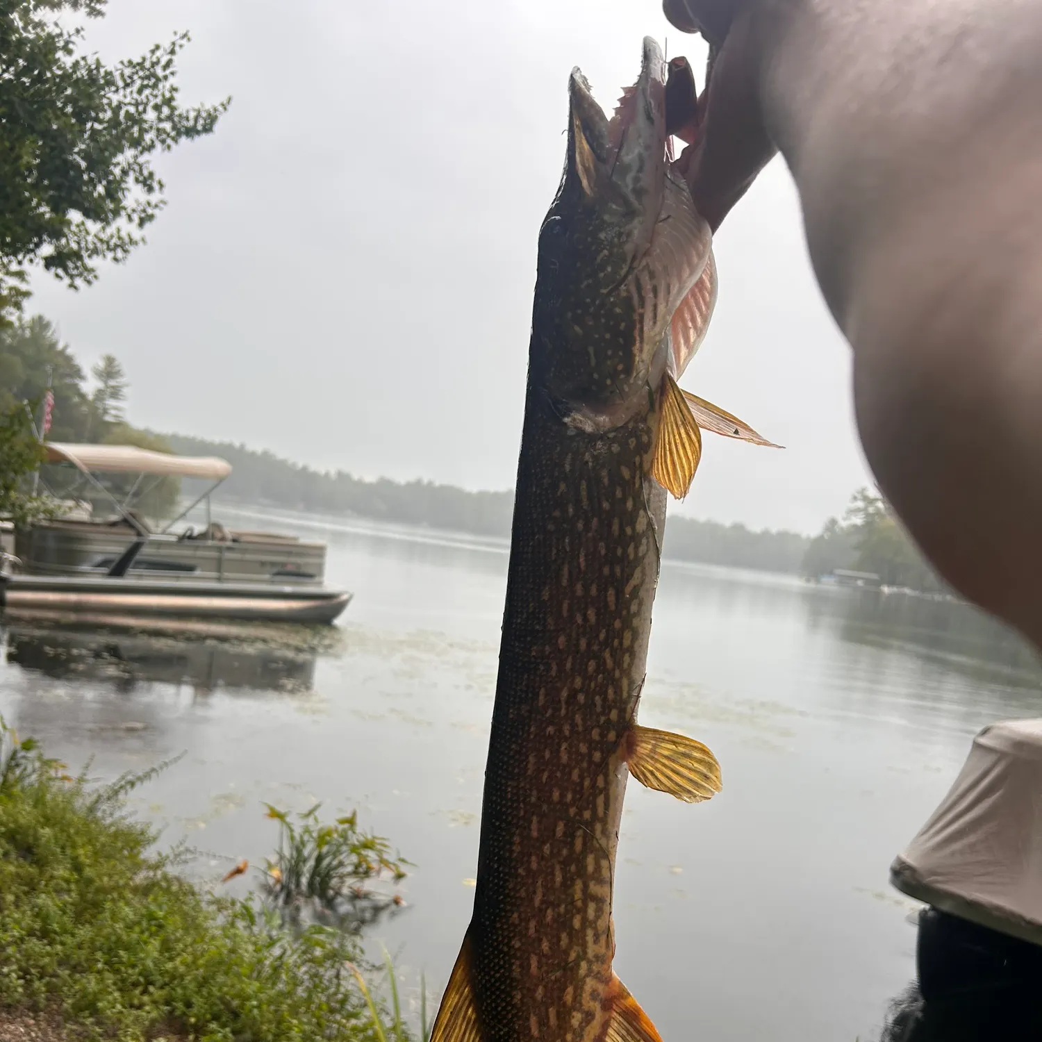 Northern pike caught on Fishbrain