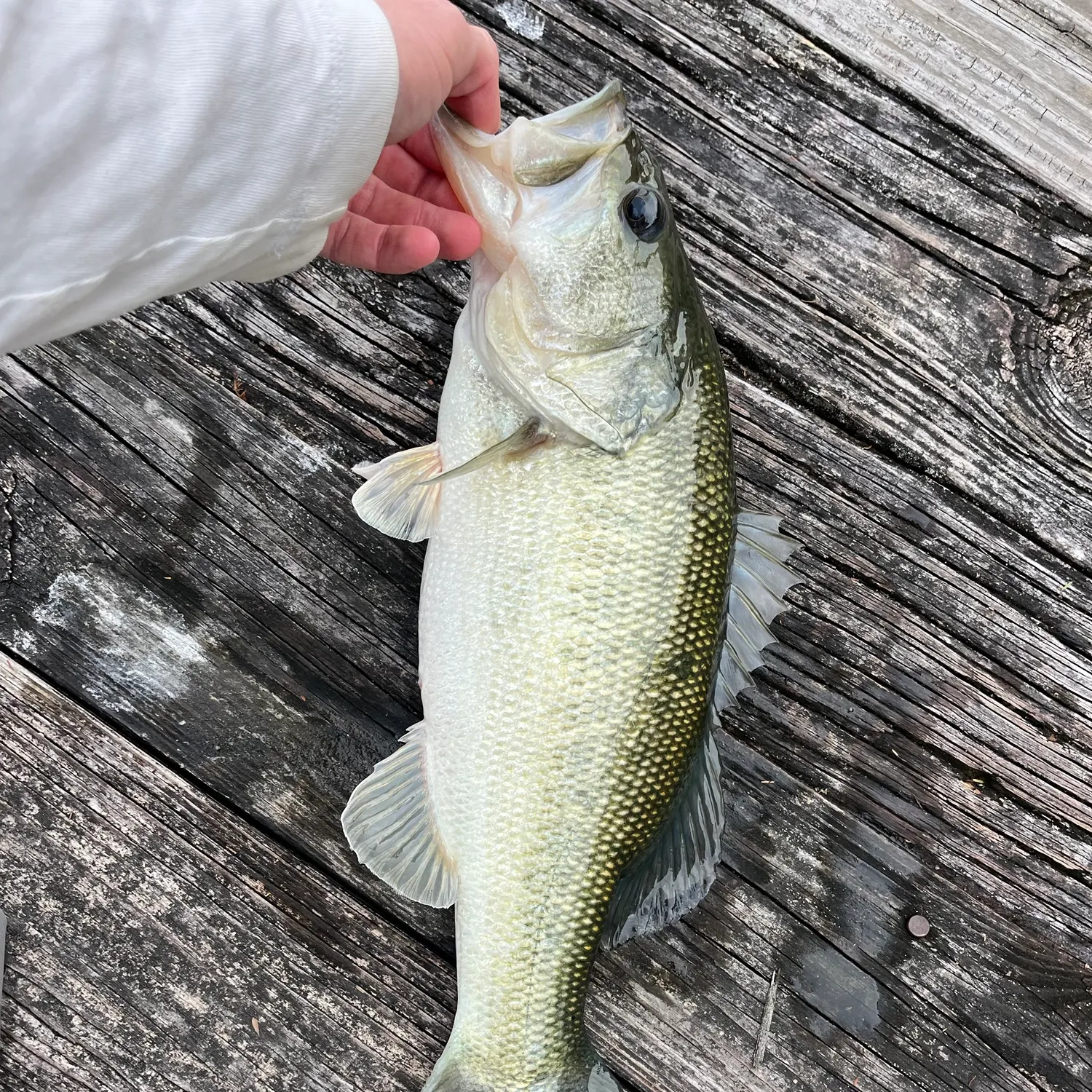 Largemouth bass caught on Fishbrain