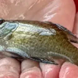 The most recent Wargill hybrid catches on Fishbrain